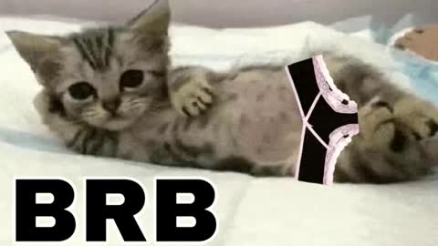 miko3 online show from February 1, 10:30 pm