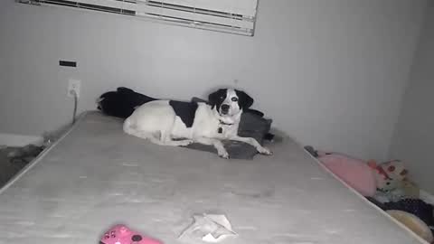 Lucifina ganja kittens online show from January 19, 5:58 am