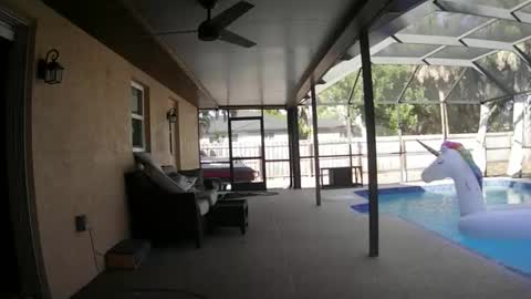 Dazey online show from February 17, 8:41 pm