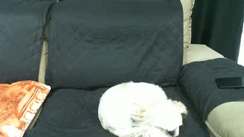 Snapshot of gabibrasil chatting on January 21, 9:36 pm gaby layla online show from January 21, 9:36 pm