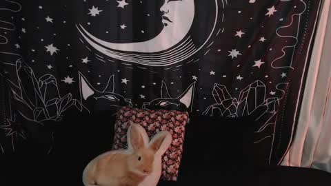    online show from January 7, 10:41 pm