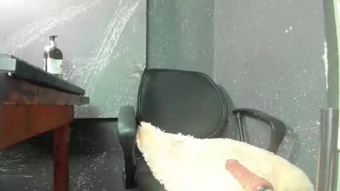 lailas_world online show from January 11, 7:35 am