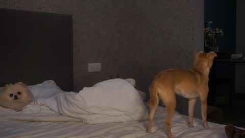 Linda online show from April 26, 1:42 pm