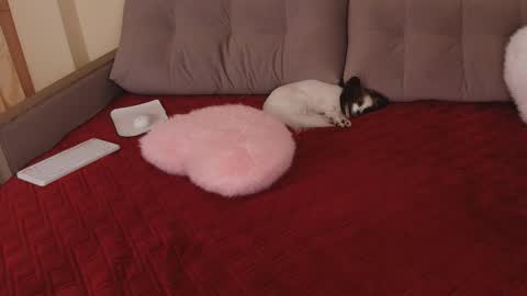 vanessa online show from March 11, 8:22 pm