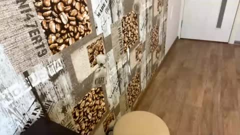 Abri online show from March 22, 1:06 pm