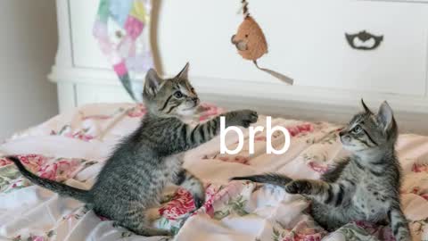 Kitty online show from November 17, 7:03 pm