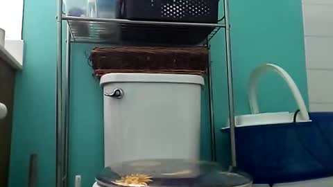 sigmaelixer online show from March 6, 9:21 pm