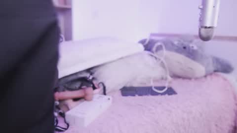 Yoko online show from March 11, 6:10 pm