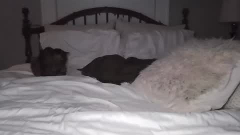 Sav online show from February 24, 12:32 am