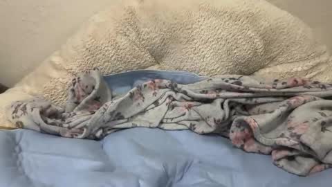 Lily online show from October 21, 2:37 am