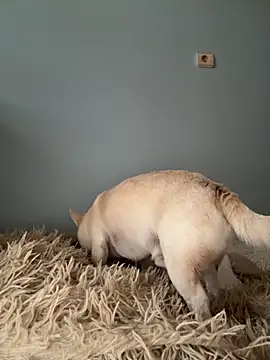 AlisaDoll444 online show from October 20, 6:49 am