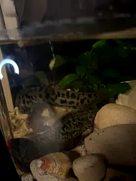 BroadFantasy online show from October 18, 7:15 pm