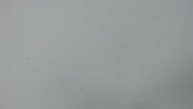 eladyrous98 online show from December 17, 1:59 pm