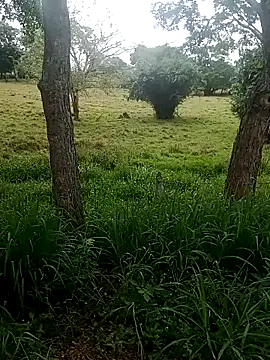 charlotte dante212 online show from November 12, 2:04 pm