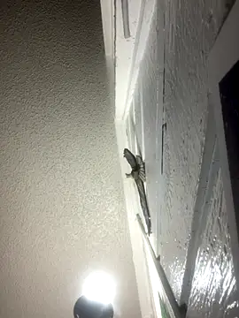 BuzzBunni69 online show from November 19, 7:30 am