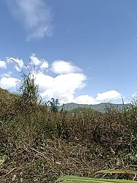 yoyo-mi online show from May 13, 3:01 am
