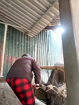 yoyo-mi online show from November 27, 12:57 am