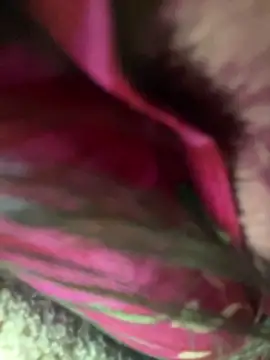 Nika-be online show from February 7, 7:12 am