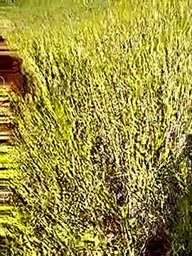 hornycouple20000 online show from January 15, 7:14 am