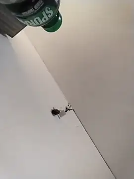 cinthia2011 online show from March 22, 5:30 pm