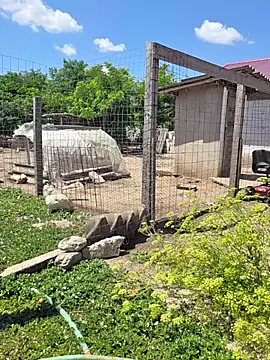 Diana Diafan online show from June 18, 9:14 am