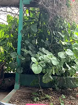 Sofyalone  online show from October 17, 5:27 pm