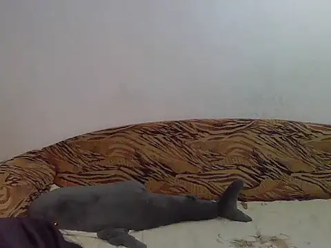 Aleksa Blackdream online show from November 16, 8:53 pm